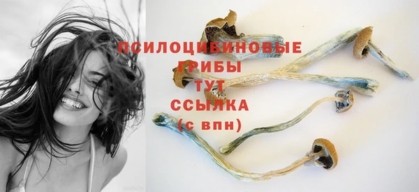 индика Няндома