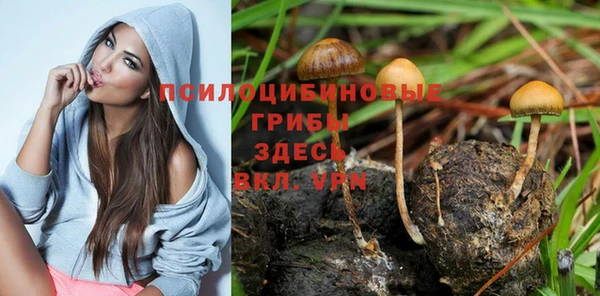 индика Няндома